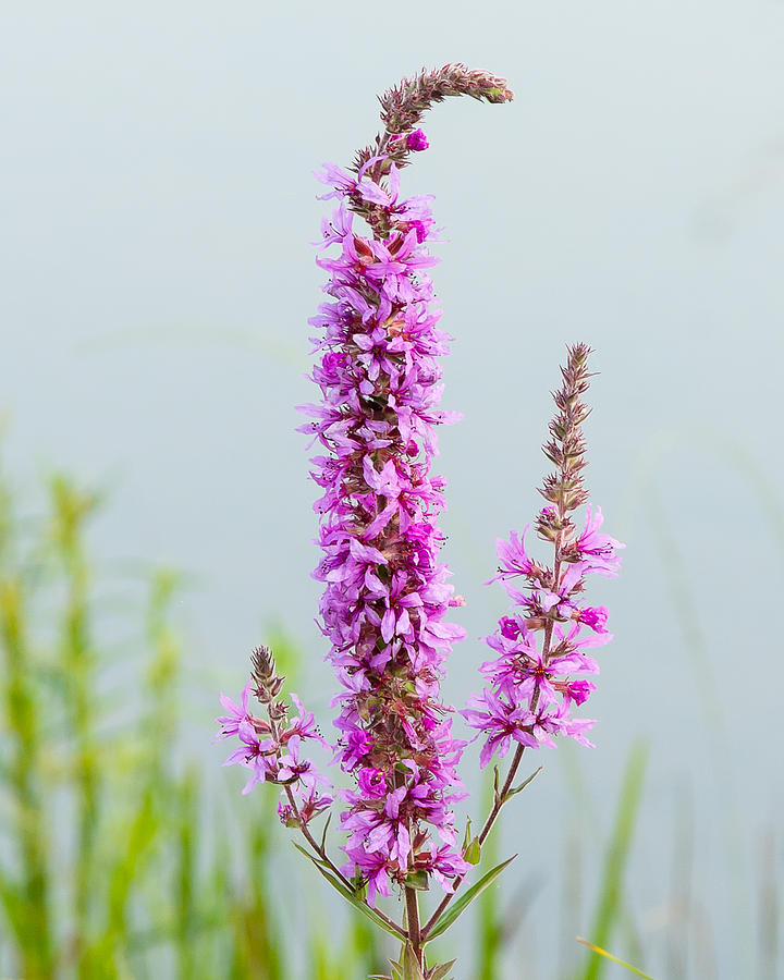 Fireweed in Mist Photograph by Mark Little