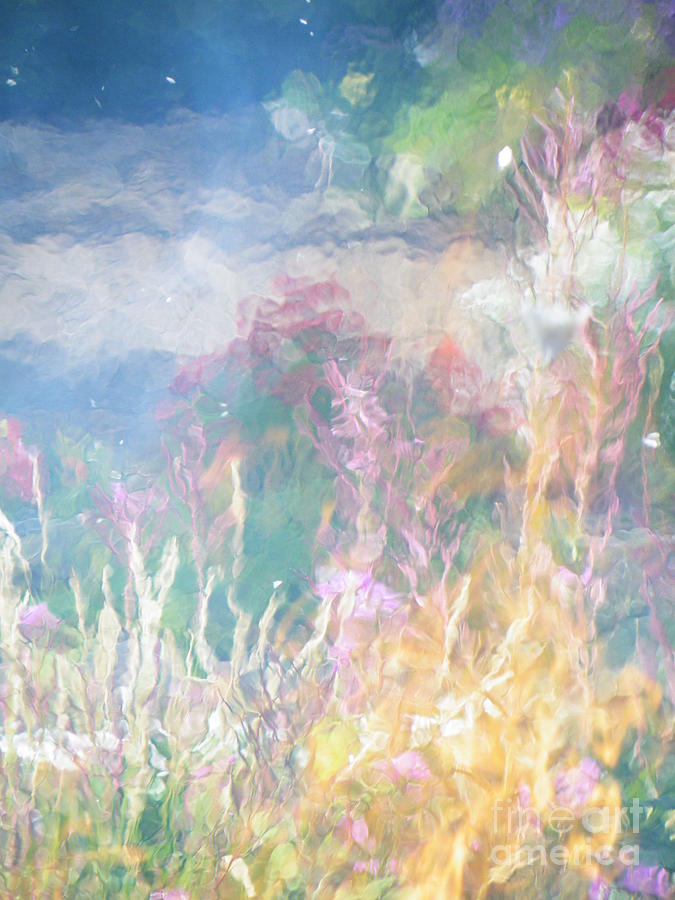 Brian Boyle Photograph - Fireweed number 9  by Brian Boyle