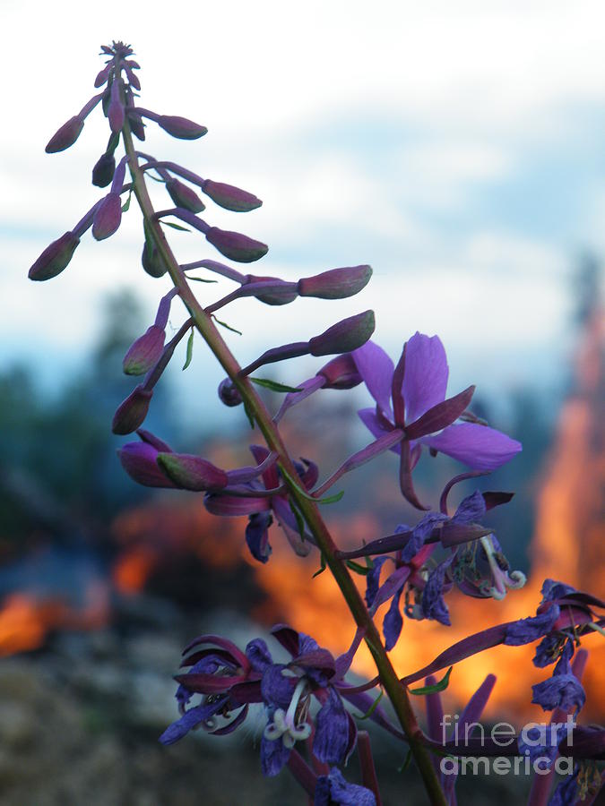 Brian Boyle Photograph - Fireweed number five by Brian Boyle