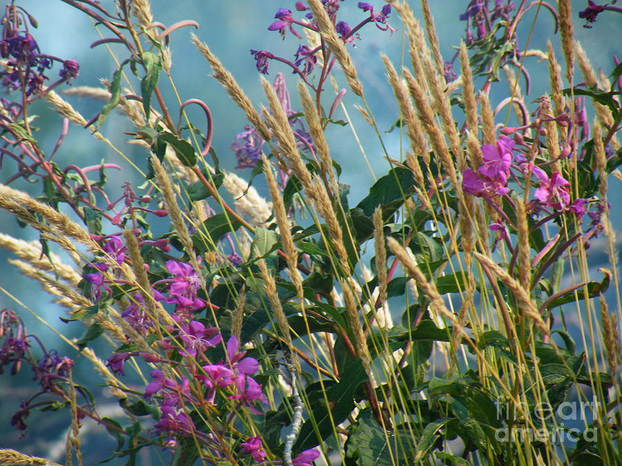 Brian Boyle Photograph - Fireweed number six by Brian Boyle