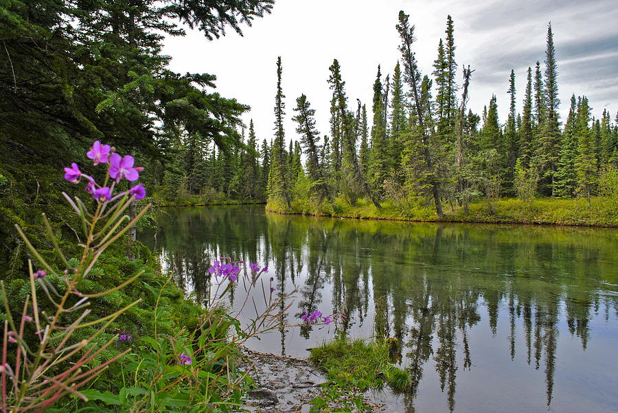 Fireweed on the Clearwater Photograph by Cathy Mahnke