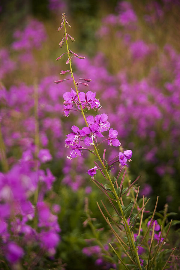 Fireweed Portrait Photograph by Morris McClung