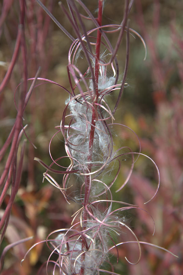 Fireweed Seed Pod Photograph by Frank Madia