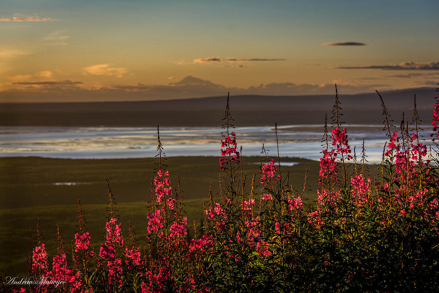 Fireweed Sunset Photograph by Andrew Matwijec