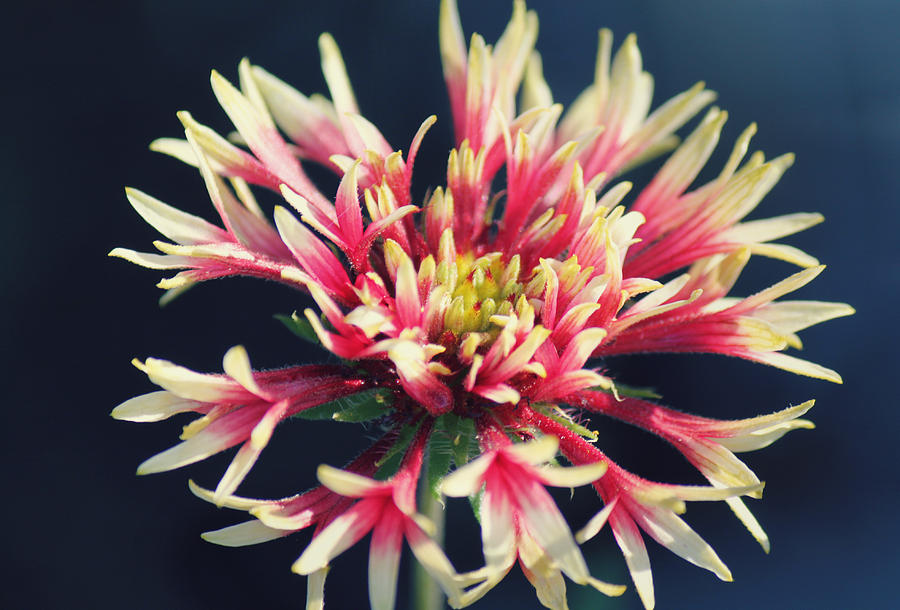 Firework Blooms Photograph by Melanie Lankford Photography