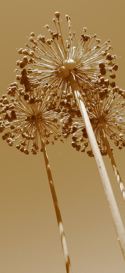 Firework Flowers l Photograph by Tracy Male