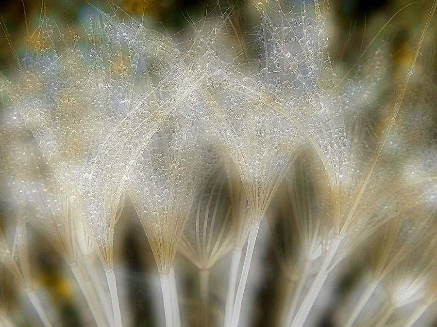 Flower Photograph - Fireworks Nature... by Thierry Dufour