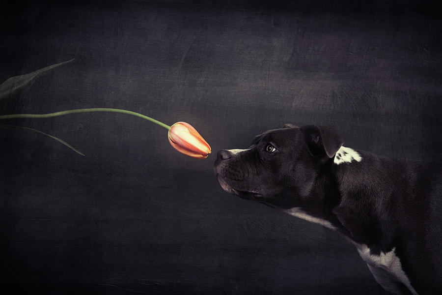 Dog Photograph - First Approach - Hildegard And The Tulip by Heike Willers