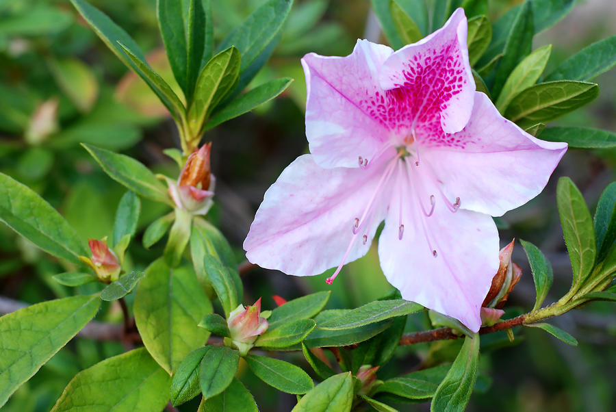 First Azalea - Pink Star George Taber Photograph by Connie Fox