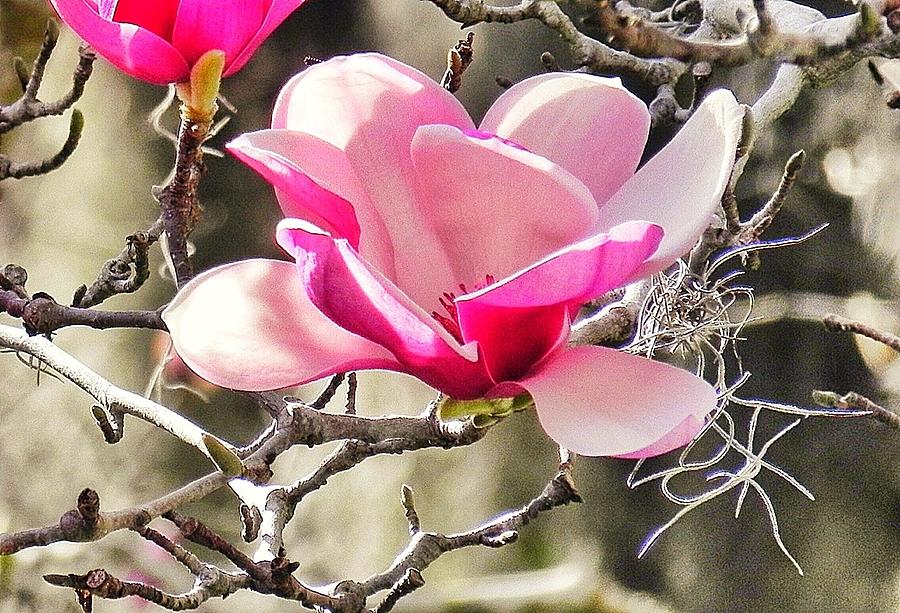 First Bloom of Spring in Beaufort Photograph by Patricia Greer
