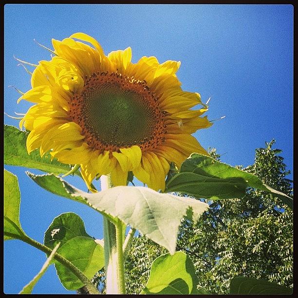 First Blooming Sunflower Photograph by AP Boyce