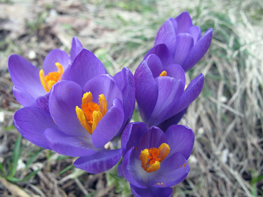 First Blooms of Spring Photograph by Barbara McDevitt