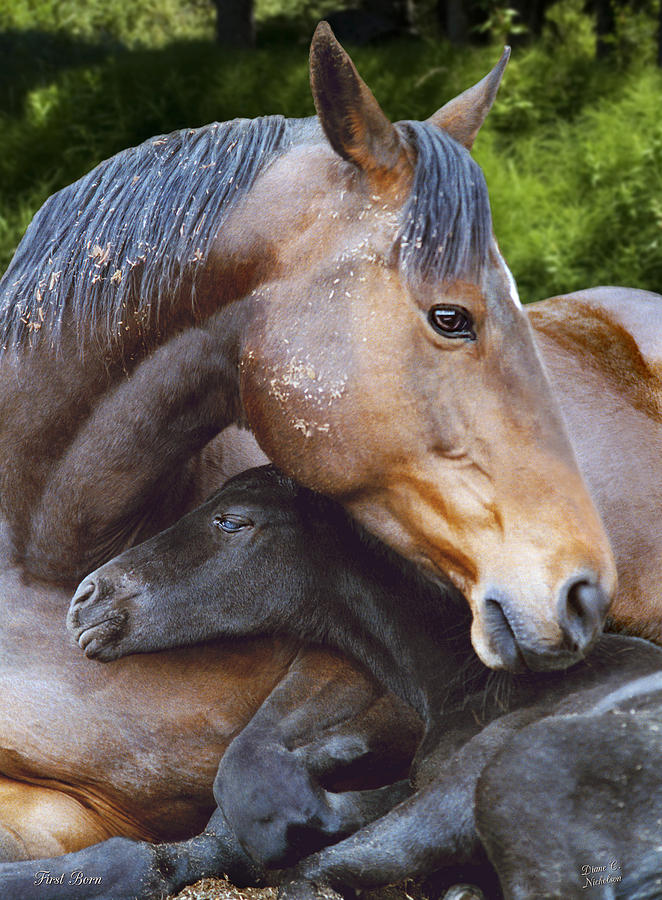 Horse Photograph - First Born by Diane C Nicholson