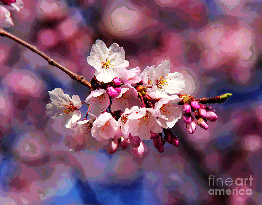 First Cherry Blossoms Photograph by Larry Oskin