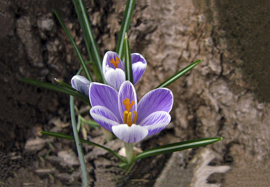 First Crocus Of Spring Photograph by William Bitman