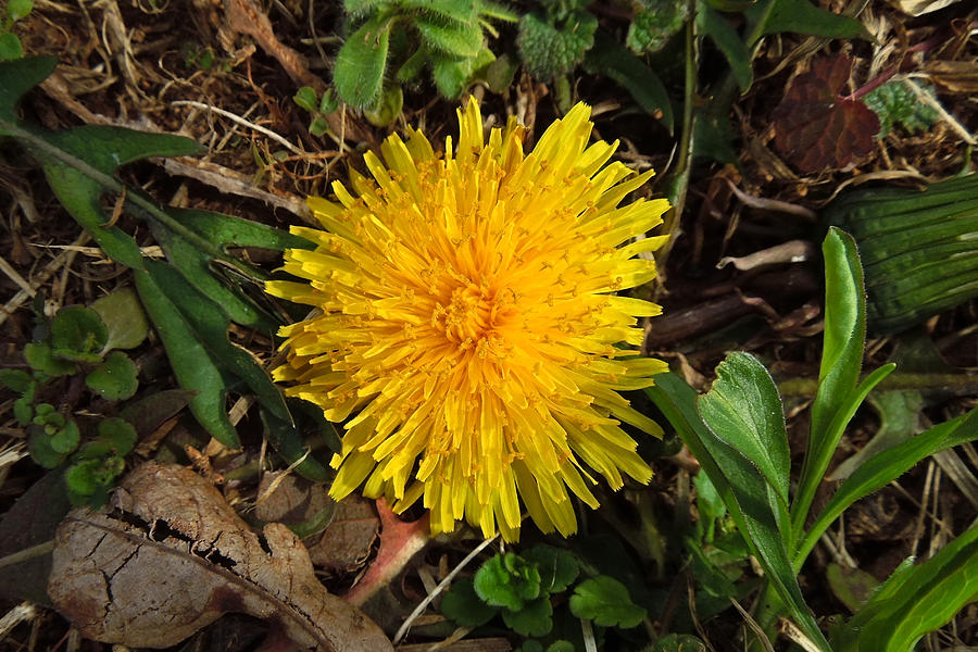 First Dandelion of Spring Photograph by Pete Trenholm