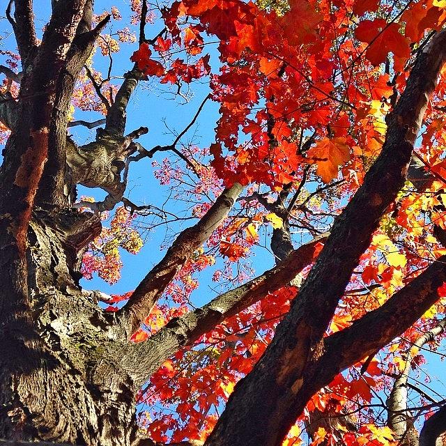 Nature Photograph - First Day Of Fall! 💜💜💜 #autumn by Kerri Ann McClellan