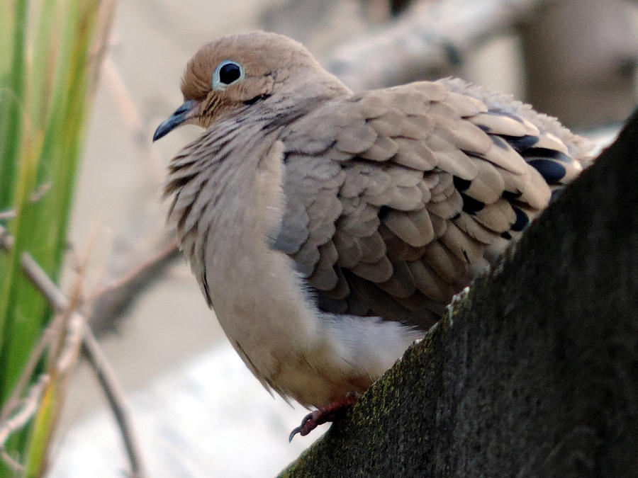 First Dove Of Winter Photograph