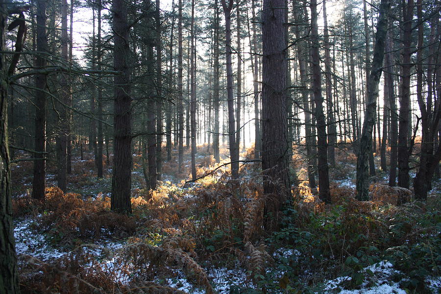 First fall of Snow on Cannock Chase Photograph by Jean Walker