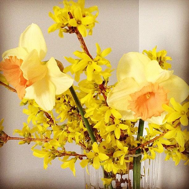 First Flowers From Old Mcsilvers Farm! Photograph by Lauren Mccullough