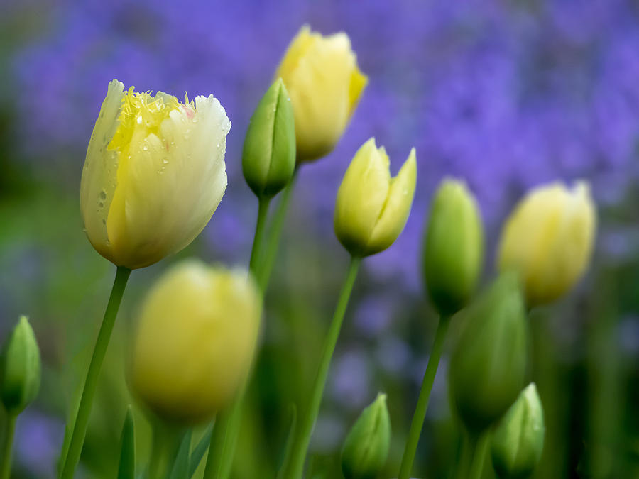 First Flowers of Spring Photograph by Derek Dean