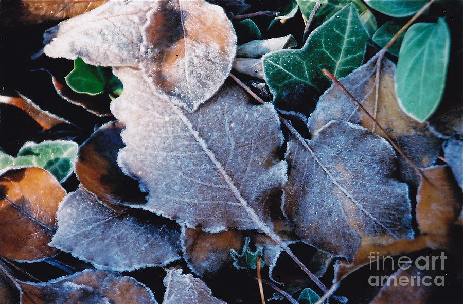 First Frost Photograph by Barbara Plattenburg