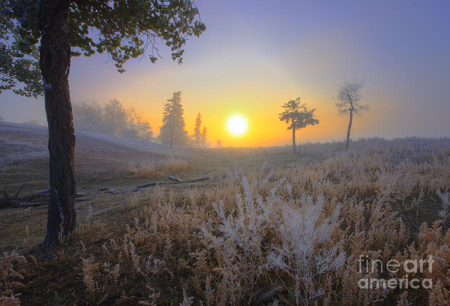 Tree Photograph - First Frost by Dan Jurak