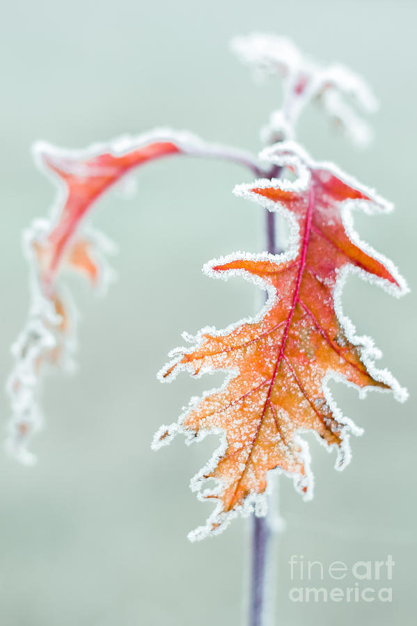 Nature Photograph - First Frost by Lucid Mood