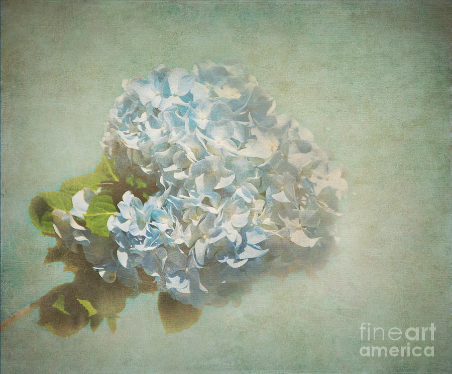 Nature Photograph - First Hydrangea - Texture by Bob and Nancy Kendrick