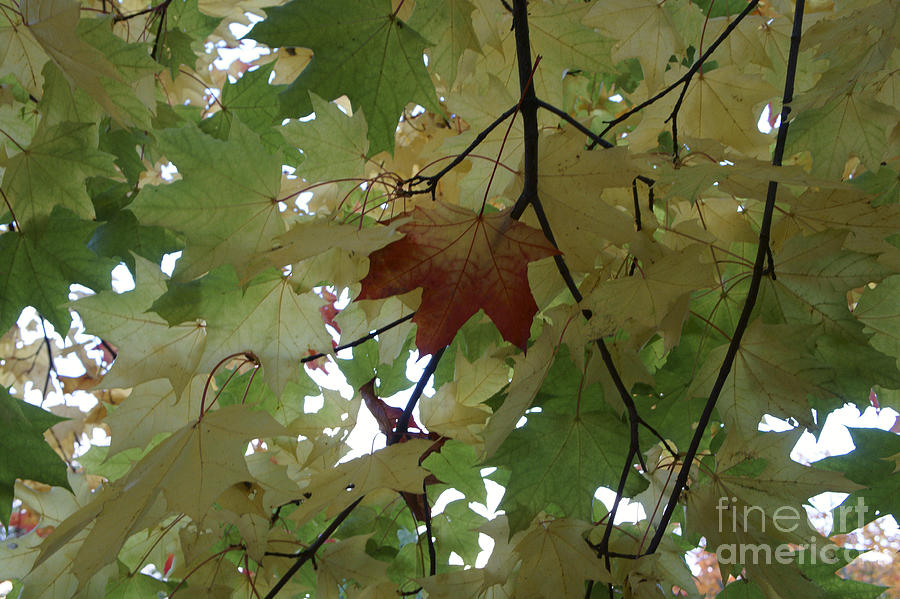 First Leaf of Autumn Photograph by John  Mitchell