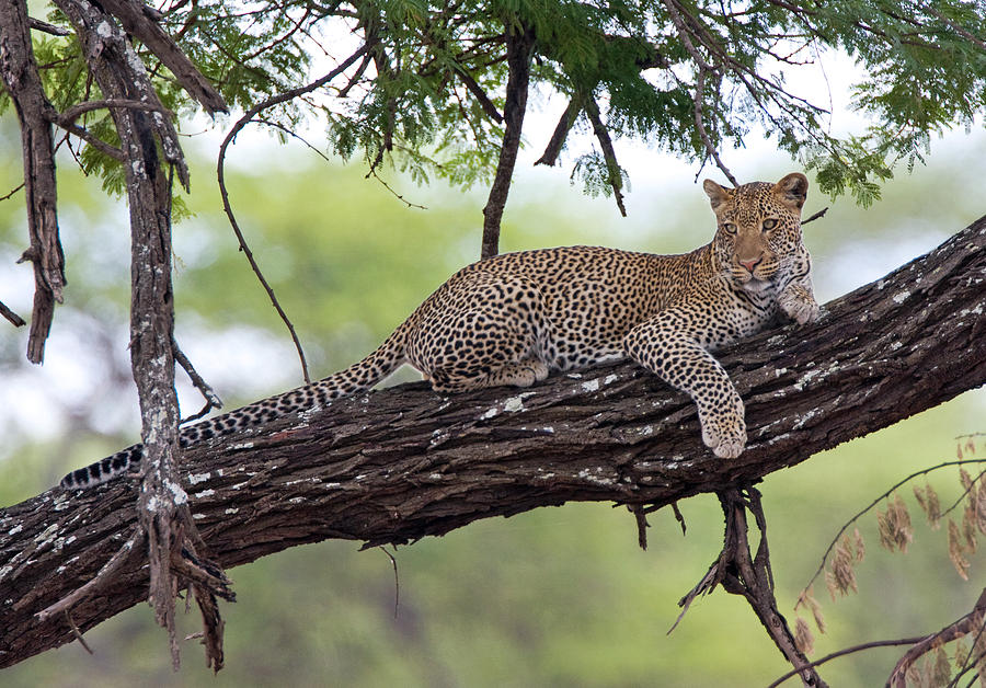 Tarangire National Park Photograph - First Leopard by Max Waugh