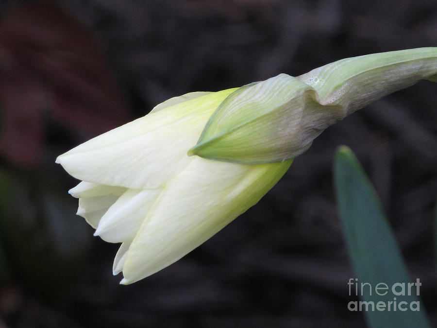Nature Photograph - First Light Of Spring by Arlene Carmel