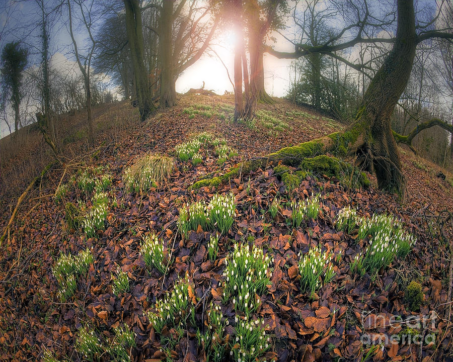 First Light of Spring Photograph by Edmund Nagele FRPS