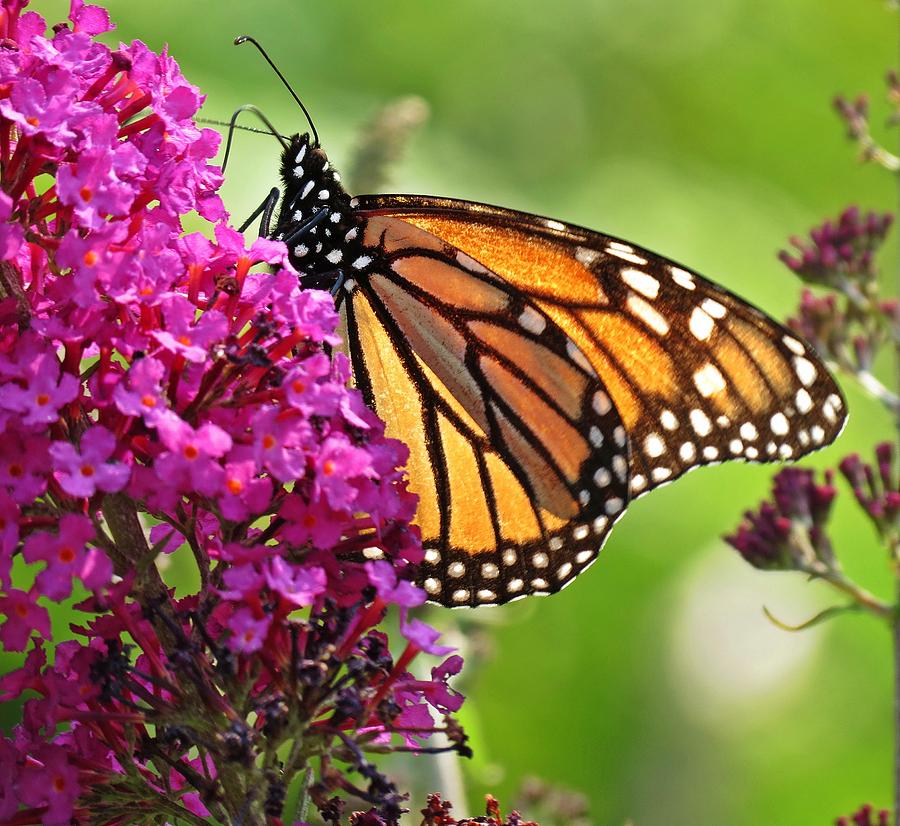 First Monarch Photograph by MTBobbins Photography