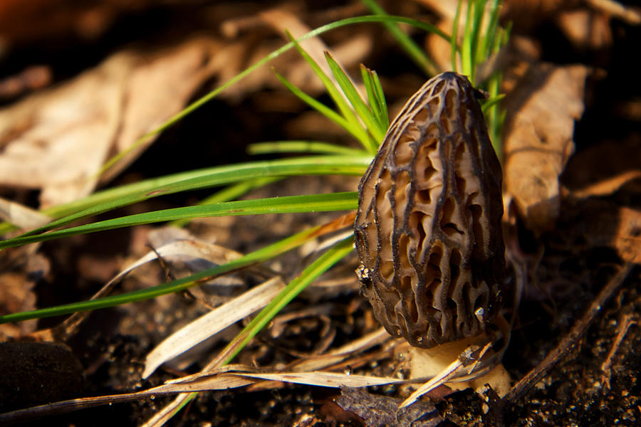 First Morel Mushroom of Spring Photograph by Mary Lee Dereske