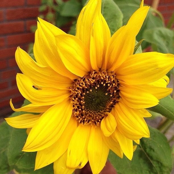 First Of Our Sunflowers To Bloom In Our Photograph by Janmary M