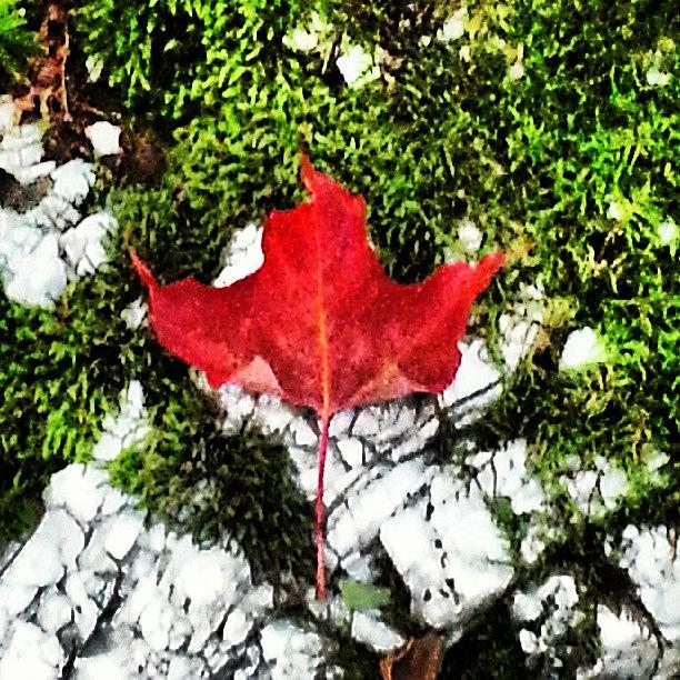 First Red Maple Leaf Of The Season Photograph by Arminda Mota