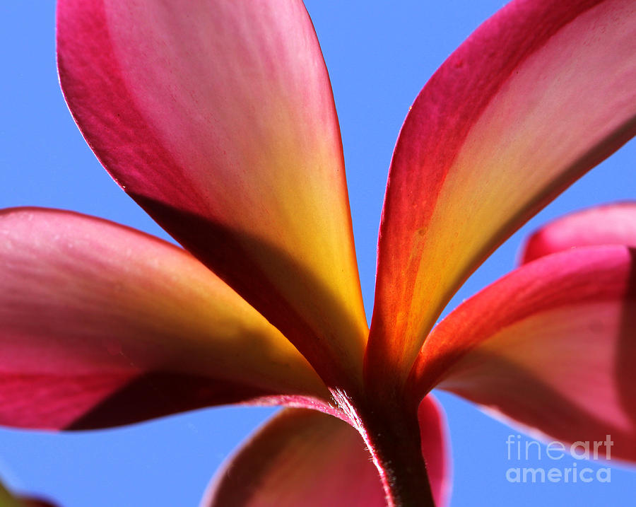 Plumeria Photograph - First Rise by C Ray  Roth