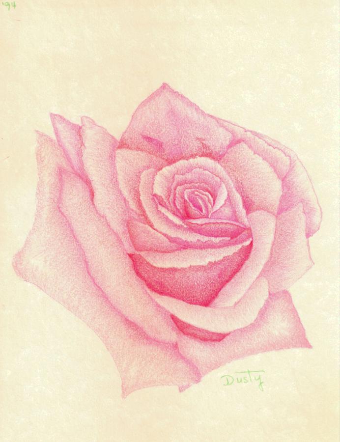 First Rose Drawing By Dusty Reed Fine Art America