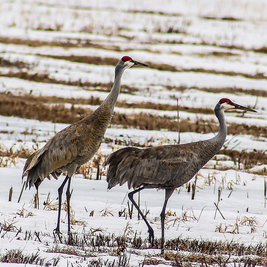 First Sandhill Cranes Photograph by Nikki Vig