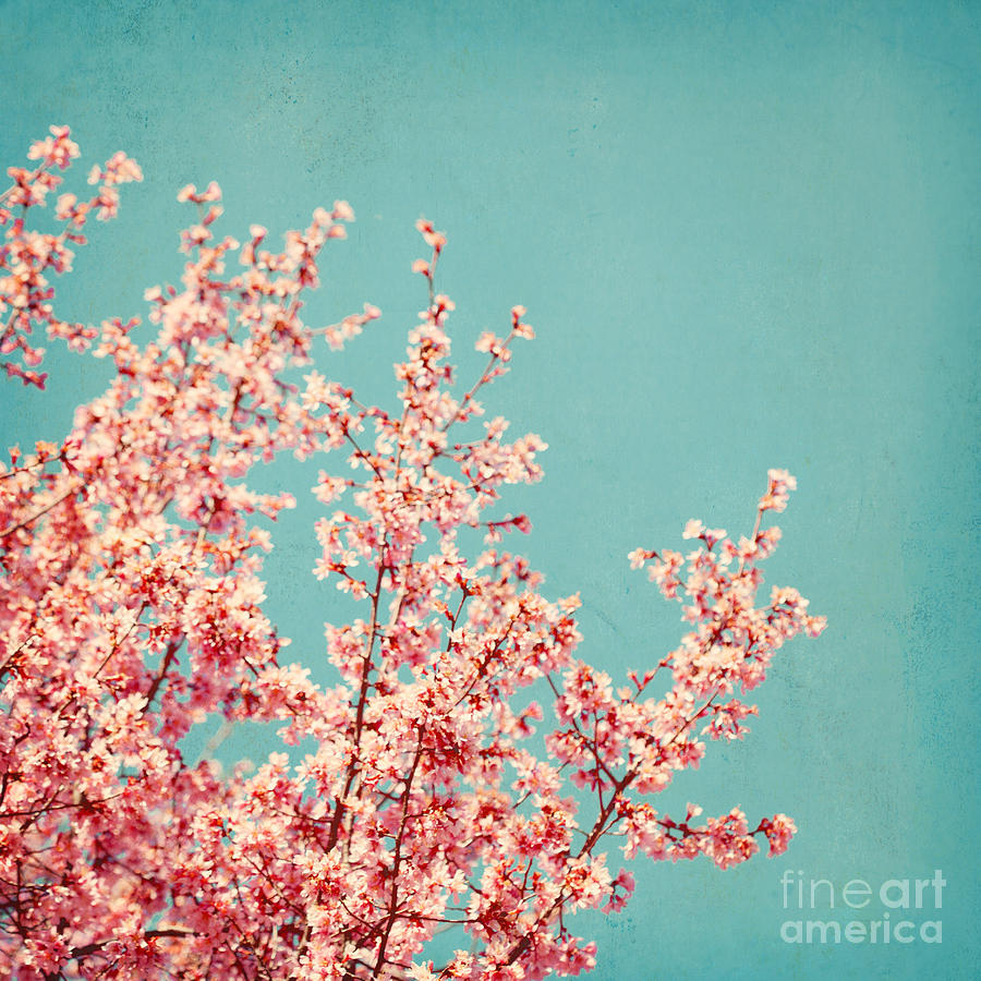 Blooming Trees Photograph - First Sign of Spring by Kim Fearheiley