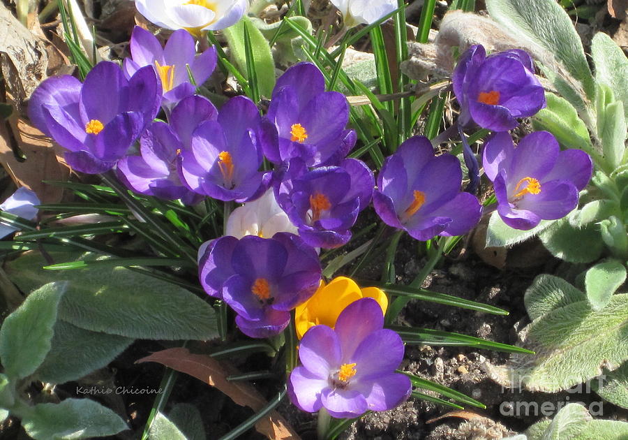 First Signs of Spring Photograph by Kathie Chicoine