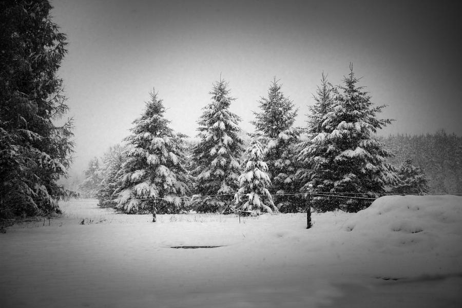 First Snow Photograph by Daniel Martin