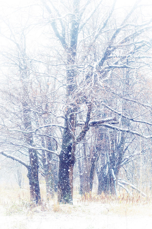 Winter Photograph - First Snow. Dreamy Wonderland by Jenny Rainbow
