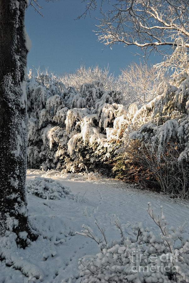 First Snow Fall Photograph by Nigel Fletcher-Jones