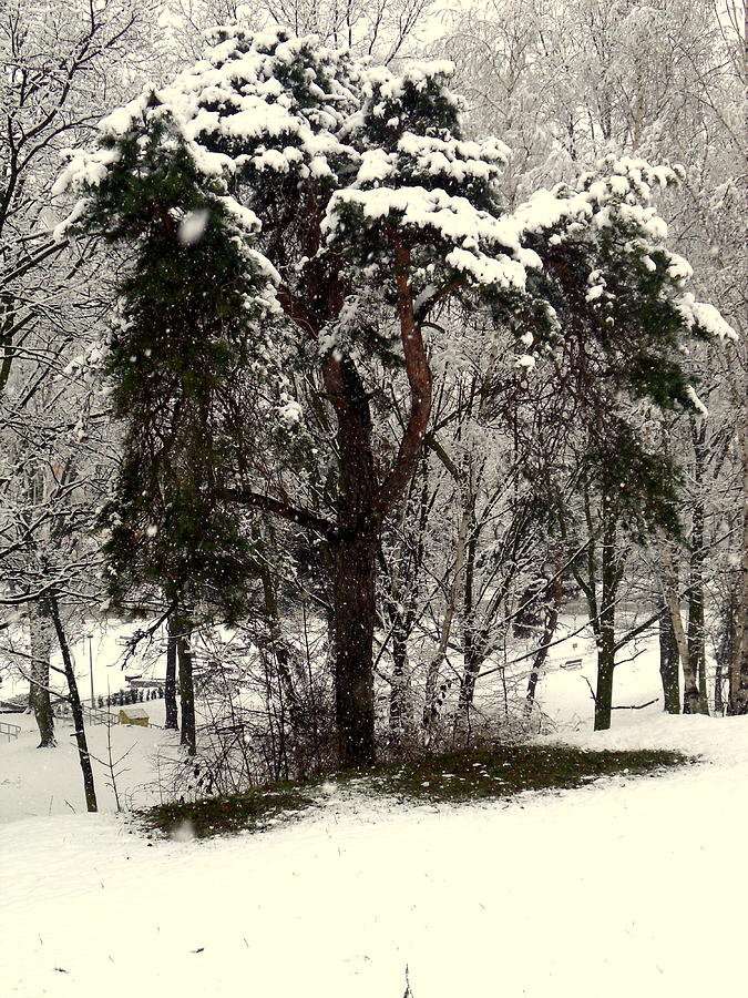 Winter Photograph - First Snow by Henryk Gorecki