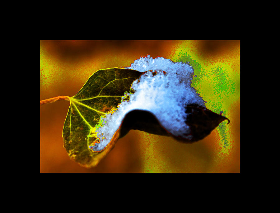 Santa Fe National Forest Photograph - First Snow on Fall Aspen by Susanne Still