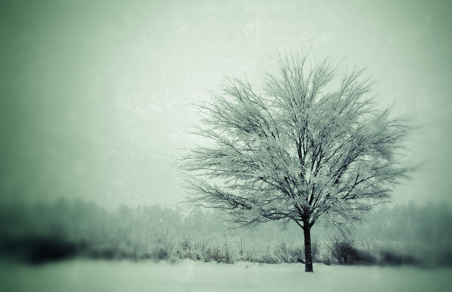 Nature Photograph - First Snow by Sarah Coppola