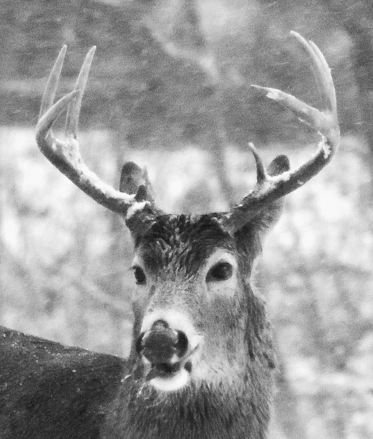 Deer In Winter Photograph - First Snow by Todd Sherlock