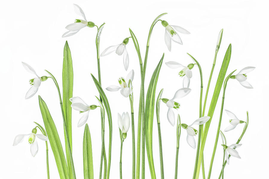 First Snowdrops Photograph by Mandy Disher